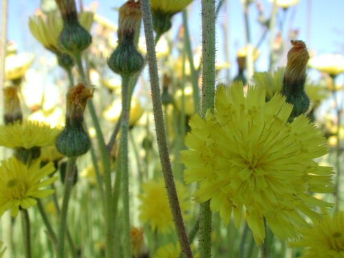  yellow hawkweed4.jpg 