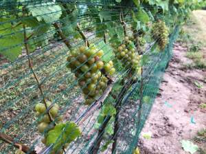 MSU vineyard IPM scouting report – Sept. 11, 2019