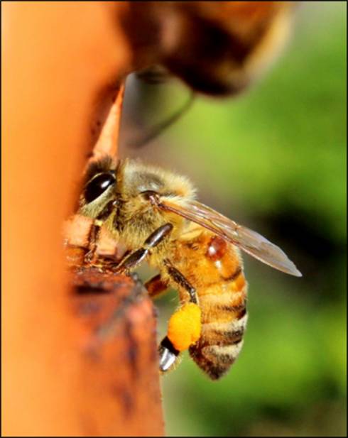 Photo of a honey bee with a varroa mite on her abdomen.