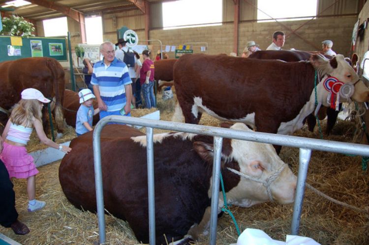 Show cattle