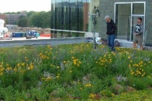 HRT 460: Green Roofs and Walls