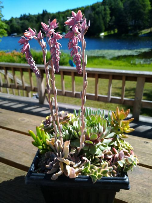 A mixed container of succulents