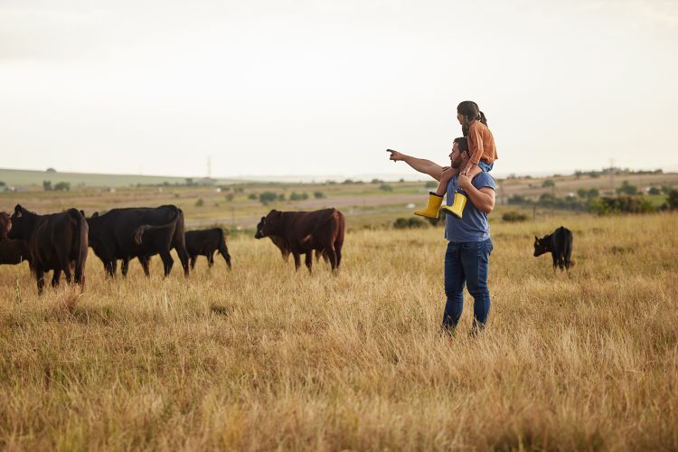 Man with daughter on his shoulders, standing in a grassy field near cattle and pointing towards the horizon.