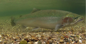 Biology’s new frontier could have big implications for Great Lakes fish