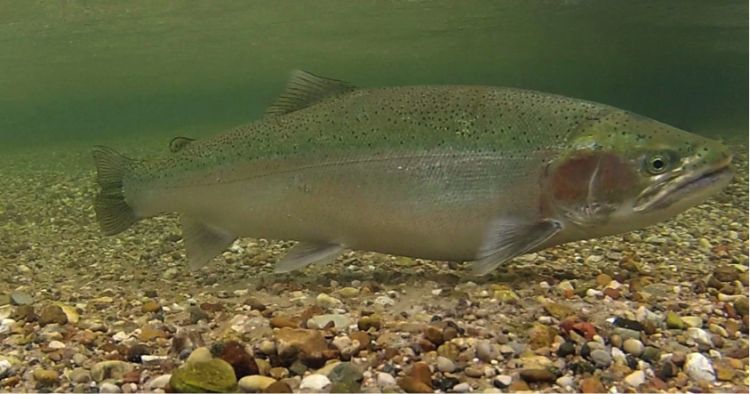 Although steelhead are not native to Michigan, they have been spawning naturally in streams including the Little Manistee River since the late 1800s.