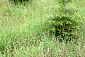Quackgrass- Elymus repens