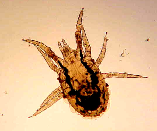 Parasitic bird mites Plant Pest Diagnostics