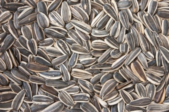Sunflower Seeds Are For The Birds And People Msu Extension