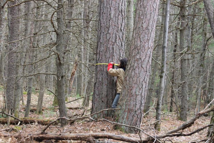 Student measuring a tree in the woods