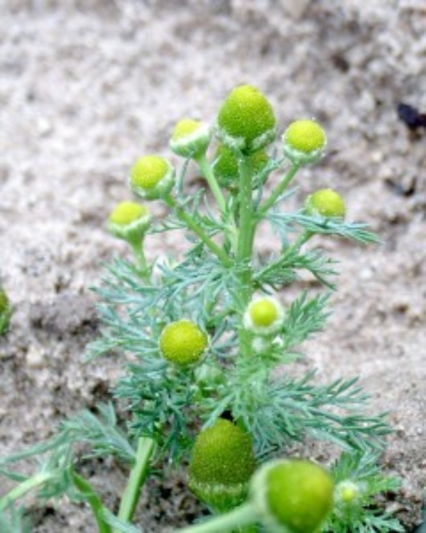 pineapple weed