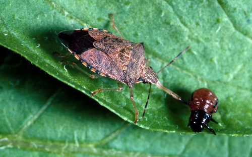  The spined soldier bug is a predacious stink bug. 