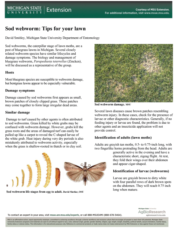 Sod webworm best sale