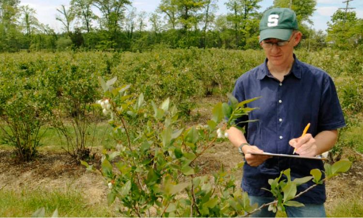 Rufus Isaacs collecting data in a blueberry field.