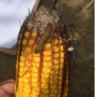 Damaged corn ears