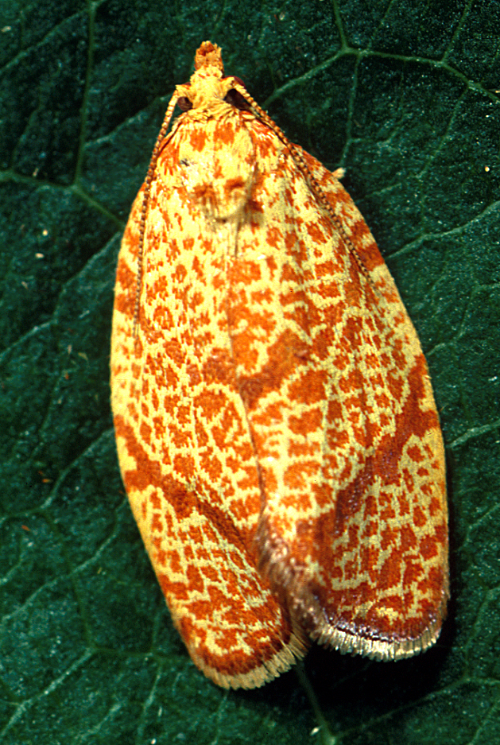 The adult is a vivid, yellow moth with grayish-magenta, V-shaped marks on the forewings and reddish-orange, lacelike markings. 