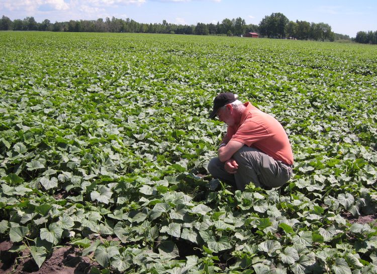 A man squats down in a soybean field.