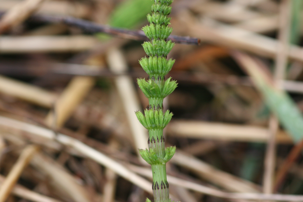 field horsetail