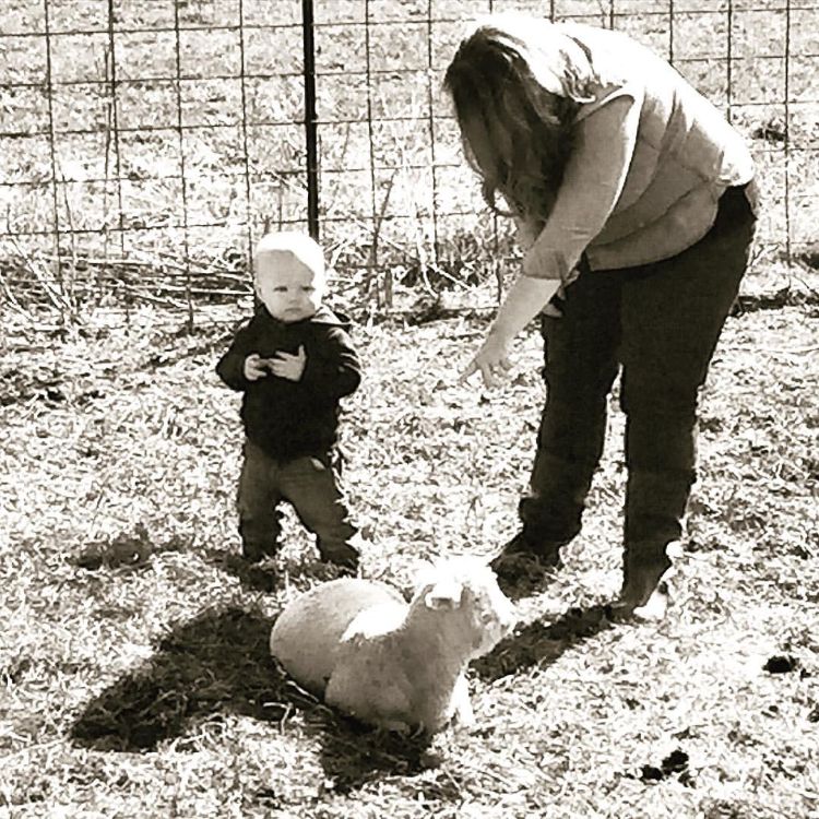 Preparing for a sheep project starts before the lamb arrives. Photo: Grant Reiff.