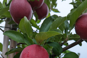 Grand Rapids area tree fruit update – September 6, 2022