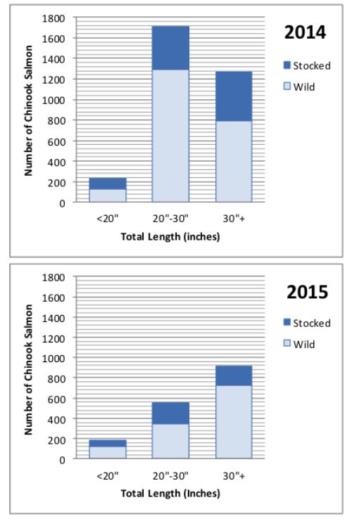 The number of mid-sized (20- to 30-inch long) Chinook salmon caught from Lake Michigan by Salmon Ambassadors fell from 1,707 in 2014 to 552 in 2015. This could mean large salmon will be tough to find in 2016.