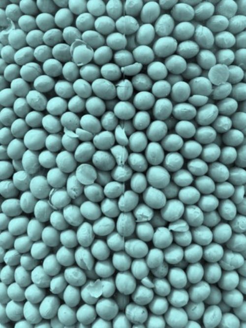 Seeds treated with a blue colored treatment.