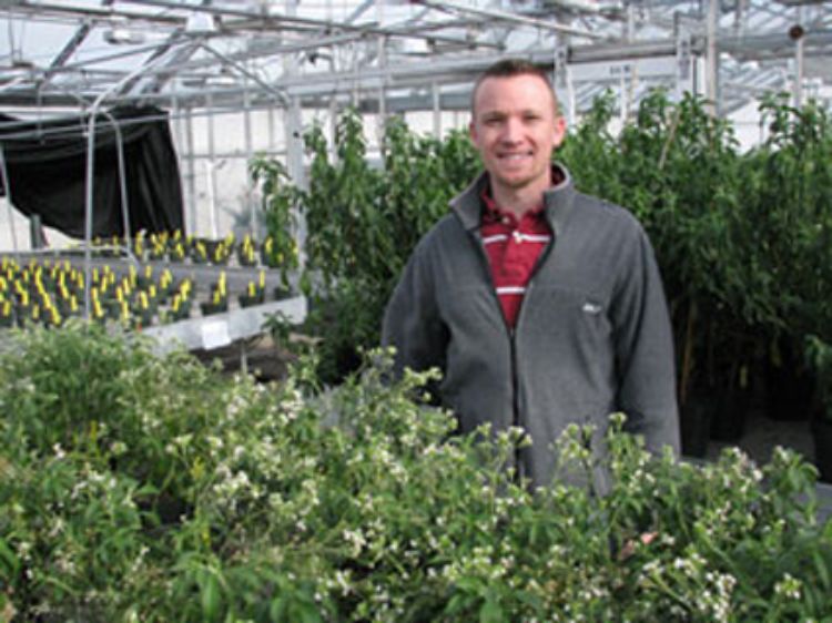 MSU research assistant Nate Durussel with stevia plants