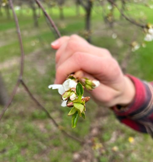 Expanded tart cherry bract leaves