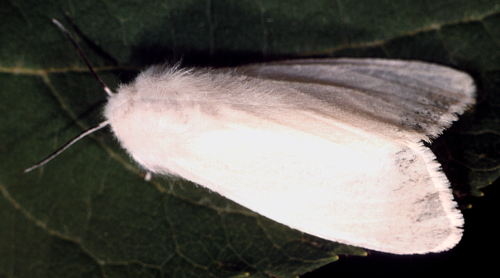  Adult is a white moth with dark spots on the wing that may be less distinct in northern specimens. 