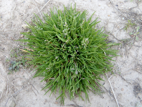 Annual Bluegrass Poa Annua Plant And Pest Diagnostics