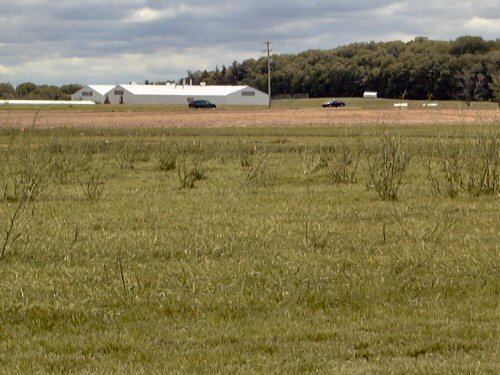  Shepherds Purse3.jpg 