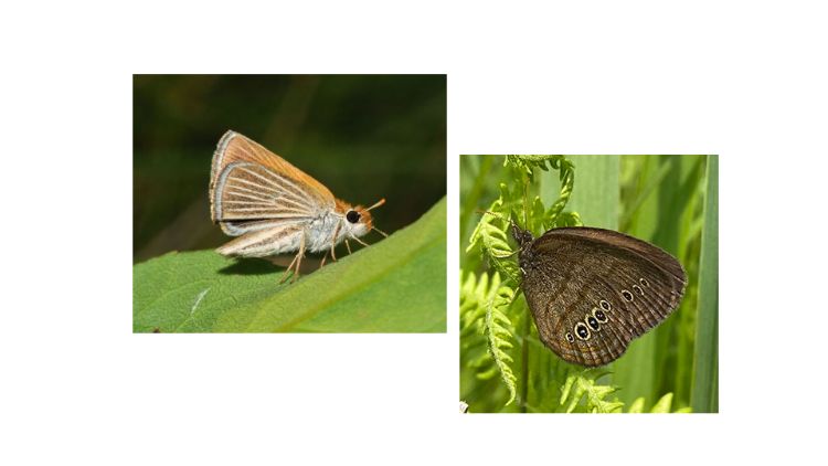 Photos of Poweshiek Skipperling and Mitchell’s Satyr butterflies
