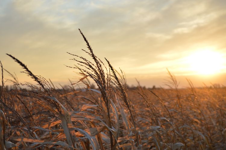 sunset over field