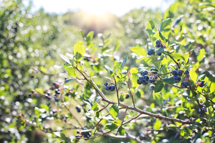 Blueberries on a bush.