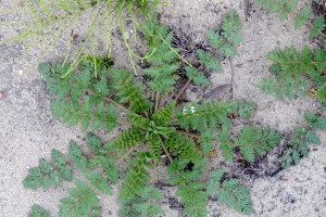 Redstem filaree – Erodium cicutarium