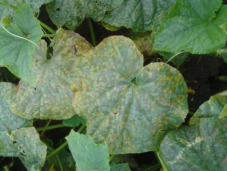 Advanced stages of downy mildew on cucumbers.
