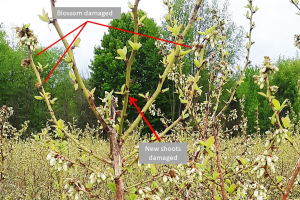 West central Michigan small fruit update – May 26, 2020