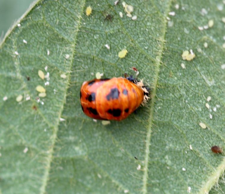 Ladybugs or Ladybird Beetles  University of Maryland Extension