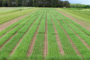 Upper Peninsula field and forage crop trial results shared with farmers