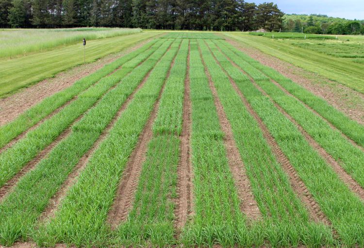 Spring barley variety trials in Chatham, Michigan. Photo credit: Christian Kapp, MSU AgBioResearch