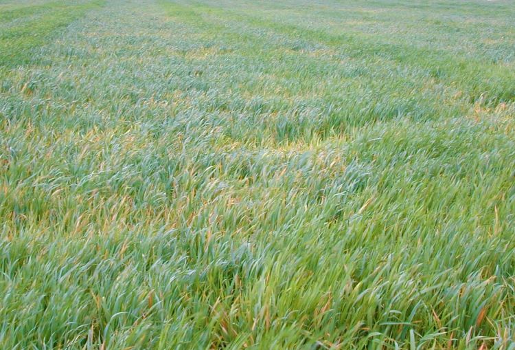 Barley yellow dwarf virus on oats. Symptoms include stunting chlorosis and reddening. Photo by Keith Weller, USDA ARS, Bugwood.org