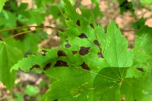 Maple Leaf Blister And Anthracnose Two Diseases Of Maple Leaves Landscaping