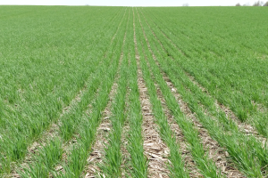 Central Michigan field crop update – May 23, 2019