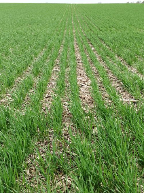 Wheat field