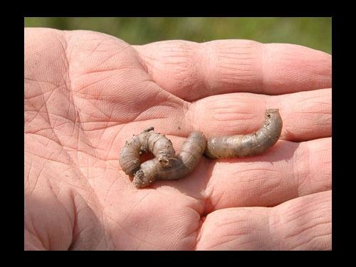 Three Cranefly larvae or Leatherjackets in hand 