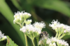 Pollinator on common boneset