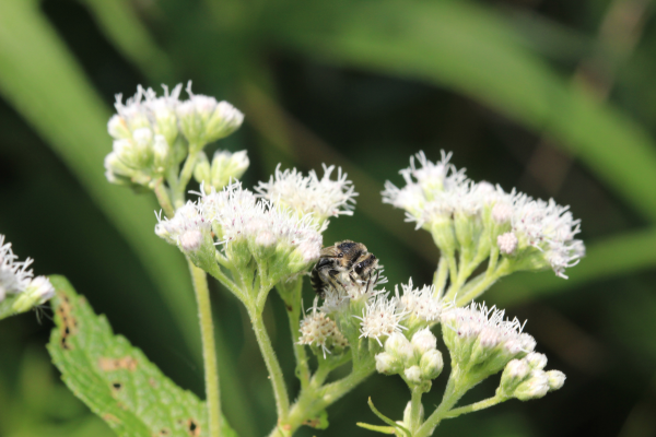 Common boneset - Native Plants and Ecosystem Services
