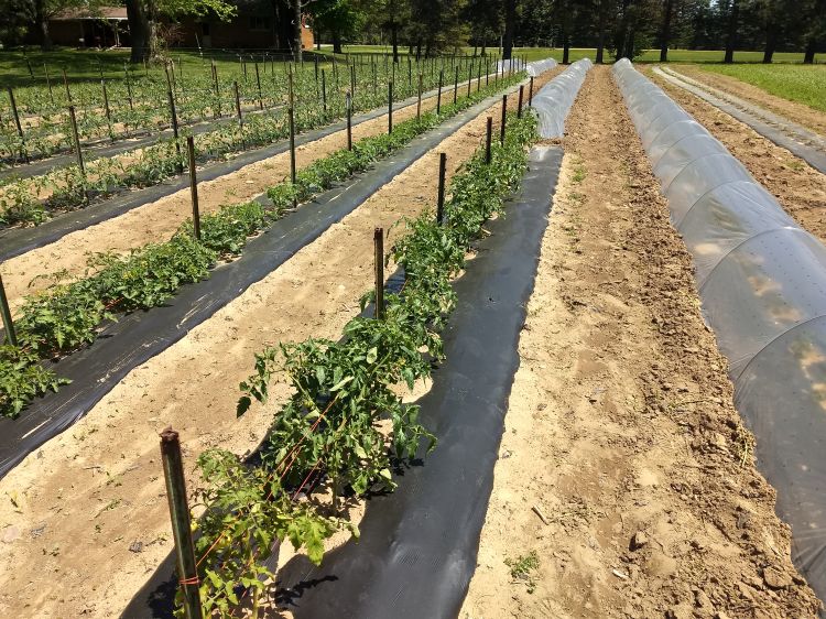 rows of tomato plants on top of black tarps