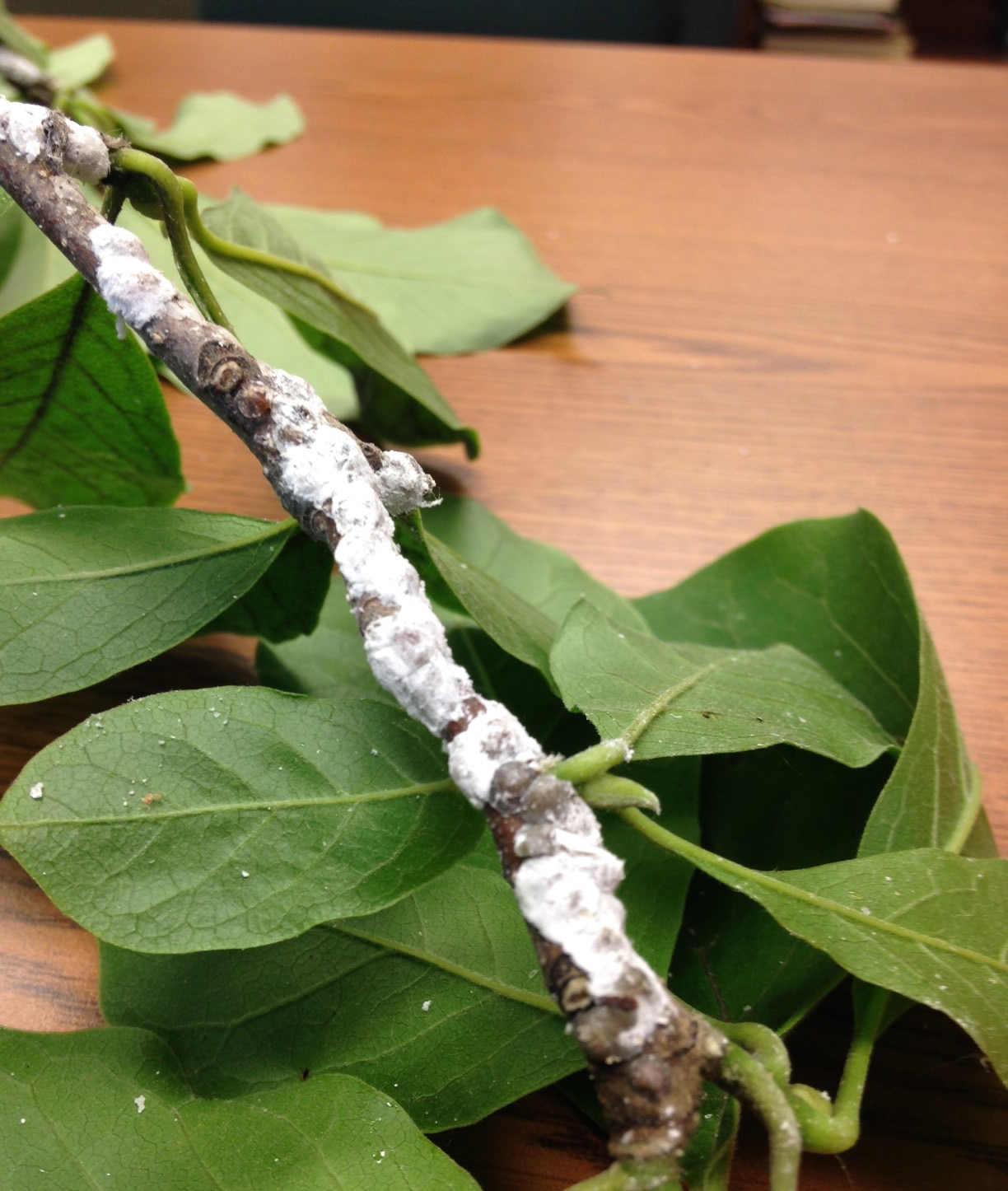 Saucer Magnolia Leaves