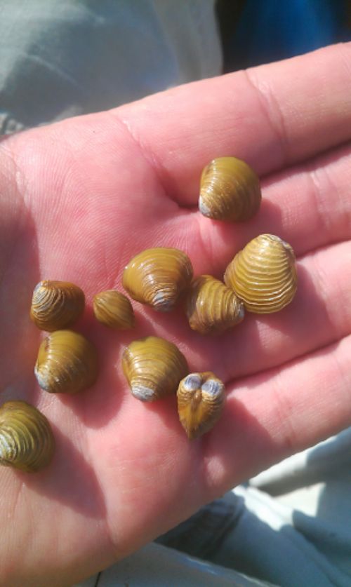 Golden clams are held in an open hand to show the size. Nine gold-colored nugget-sized clams are shown. Photo credit: B. Mummey