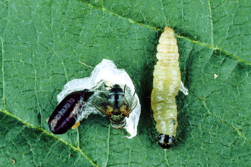 Adult (center) is similar to a housefly, but covered with stiff hairs. Females lay their eggs on the